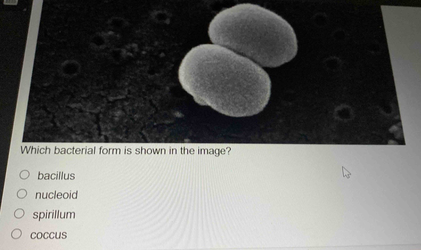 which bacterial form is shown in the image?\n○ bacillus\n○ nucleoid\n○ spirillum\n○ coccus