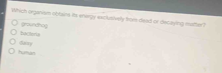 which organism obtains its energy exclusively from dead or decaying matter?\no groundhog\no bacteria\no daisy\no human