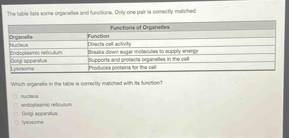 the table lists some organelles and functions. only one pair is correctly matched.\n\n| organelle | function |\n|--|--|\n| nucleus | directs cell activity |\n| endoplasmic reticulum | breaks down sugar molecules to supply energy |\n| golgi apparatus | supports and protects organelles in the cell |\n| lysosome | produces proteins for the cell |\n\nwhich organelle in the table is correctly matched with its function?\n- nucleus\n- endoplasmic reticulum\n- golgi apparatus\n- lysosome