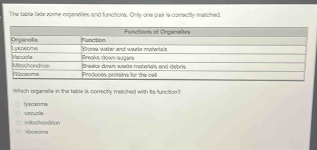 the table lists some organelles and functions. only one pair is correctly matched.\n\n| organelle | function |\n|--|--| \n| lysosome | stores water and waste materials |\n| vacuole | breaks down sugars |\n| mitochondrion | breaks down waste materials and debris |\n| ribosome | produces proteins for the cell |\n\nwhich organelle in the table is correctly matched with its function?\nlysosome\nvacuole\nmitochondrion\nribosome