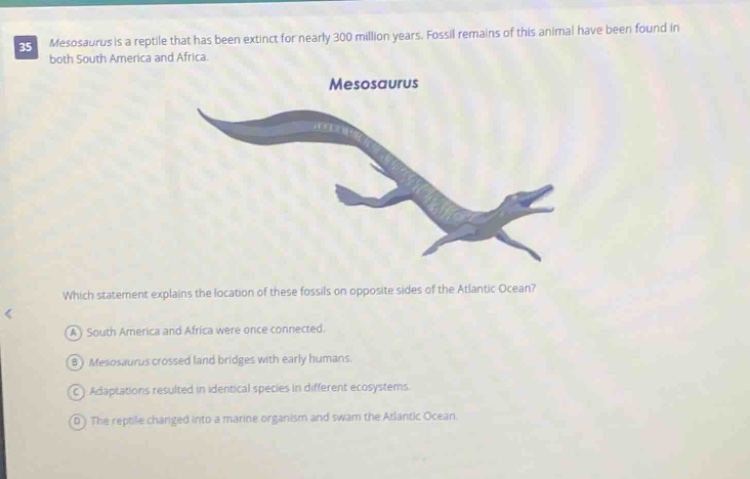 35 mesosaurus is a reptile that has been extinct for nearly 300 million years. fossil remains of this animal have been found in both south america and africa. mesosaurus which statement explains the location of these fossils on opposite sides of the atlantic ocean? a south america and africa were once connected. b mesosaurus crossed land bridges with early humans. c adaptations resulted in identical species in different ecosystems. d the reptile changed into a marine organism and swam the atlantic ocean.