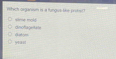 which organism is a fungus - like protist?\n○ slime mold\n○ dinoflagellate\n○ diatom\n○ yeast