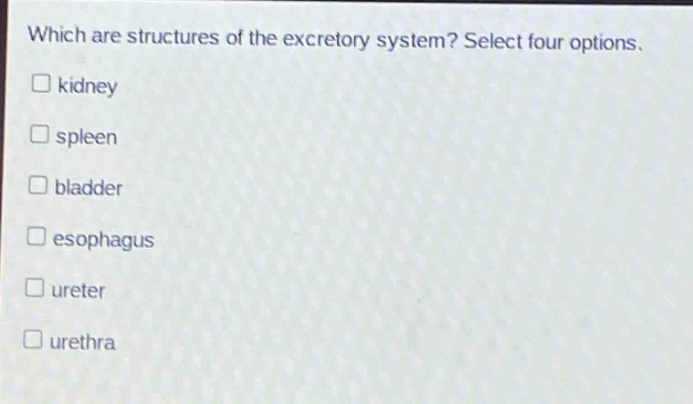 which are structures of the excretory system? select four options. \n□ kidney\n□ spleen\n□ bladder\n□ esophagus\n□ ureter\n□ urethra