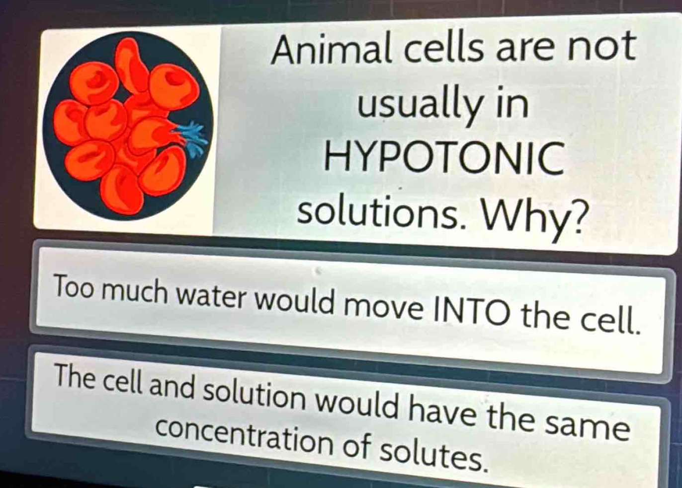 animal cells are not usually in hypotonic solutions. why?\ntoo much water would move into the cell.\nthe cell and solution would have the same concentration of solutes.