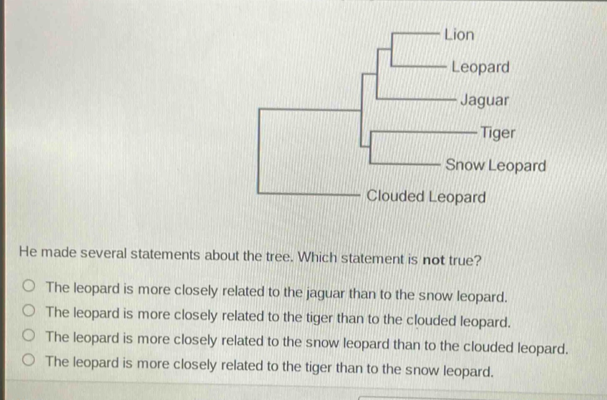 he made several statements about the tree. which statement is not true?\no the leopard is more closely related to the jaguar than to the snow leopard.\no the leopard is more closely related to the tiger than to the clouded leopard.\no the leopard is more closely related to the snow leopard than to the clouded leopard.\no the leopard is more closely related to the tiger than to the snow leopard.
