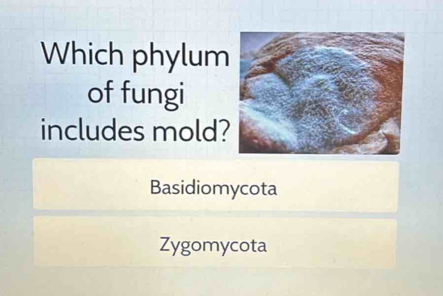 which phylum of fungi includes mold?\nbasidiomycota\nzygomycota