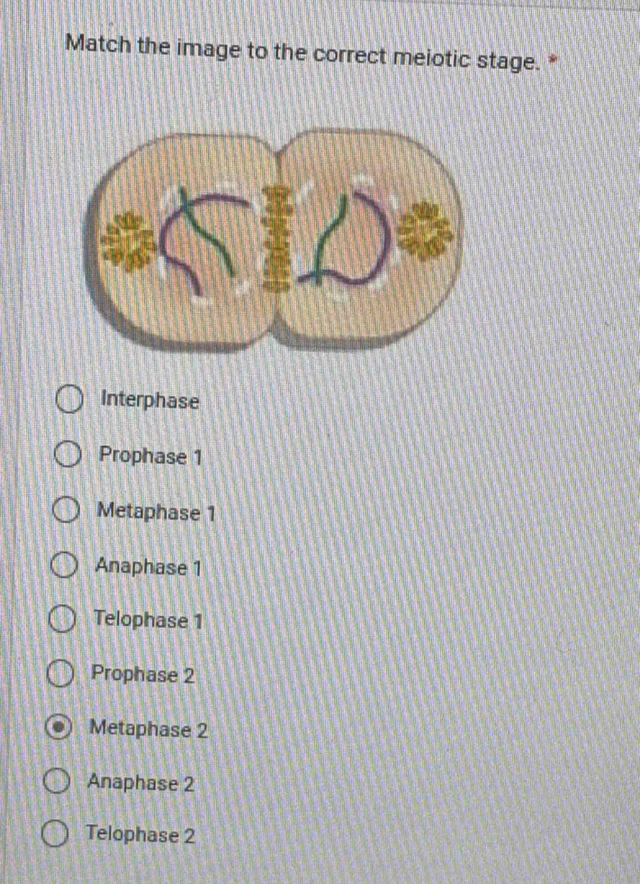 match the image to the correct meiotic stage. *\ninterphase\nprophase 1\nmetaphase 1\nanaphase 1\ntelophase 1\nprophase 2\nmetaphase 2\nanaphase 2\ntelophase 2