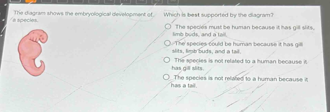 the diagram shows the embryological development of a species. which is best supported by the diagram? the species must be human because it has gill slits, limb buds, and a tail. the species could be human because it has gill slits, limb buds, and a tail. the species is not related to a human because it has gill slits. the species is not related to a human because it has a tail.