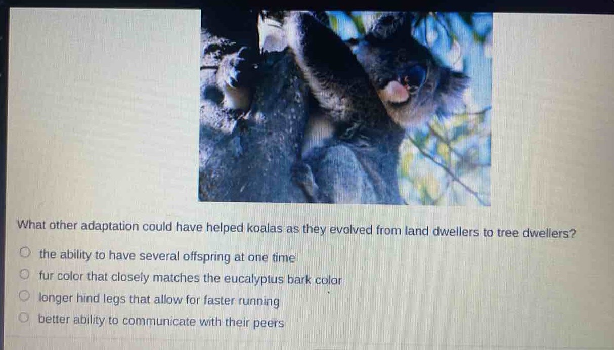 what other adaptation could have helped koalas as they evolved from land dwellers to tree dwellers?\n○ the ability to have several offspring at one time\n○ fur color that closely matches the eucalyptus bark color\n○ longer hind legs that allow for faster running\n○ better ability to communicate with their peers