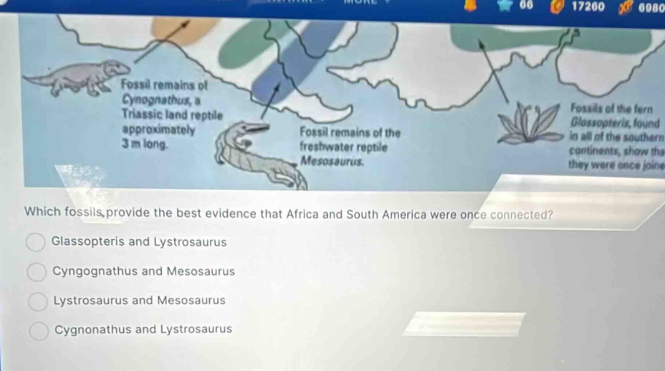 which fossils provide the best evidence that africa and south america were once connected?\nglassopteris and lystrosaurus\ncyngognathus and mesosaurus\nlystrosaurus and mesosaurus\ncygnonathus and lystrosaurus