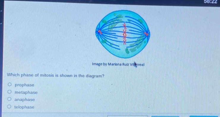 which phase of mitosis is shown in the diagram?\no prophase\no metaphase\no anaphase\no telophase