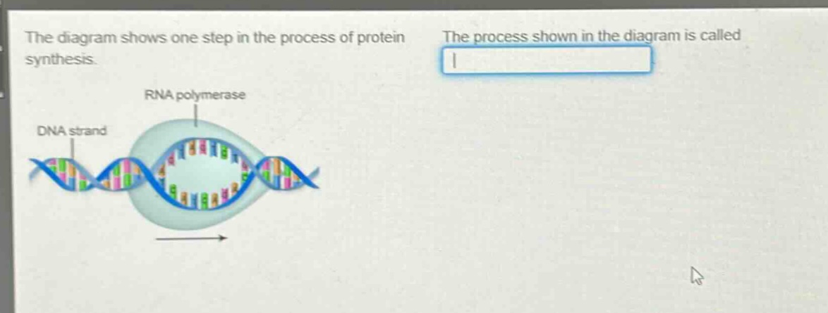 the diagram shows one step in the process of protein synthesis. the process shown in the diagram is called