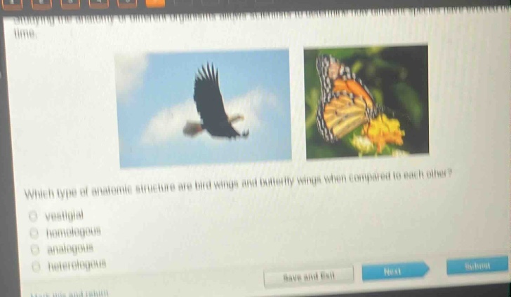 which type of anatomic structure are bird wings and butterfly wings when compared to each other?\nvestigial\nhomologous\nanalogous\nheterologous