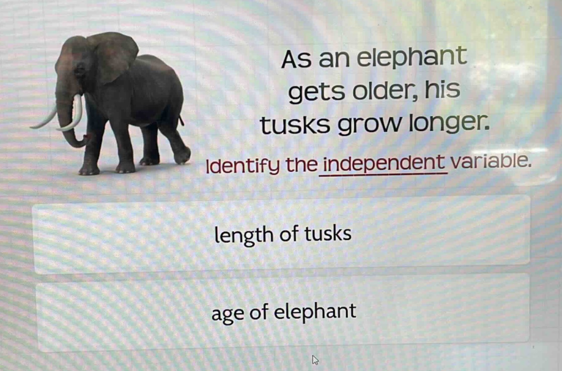 as an elephant gets older, his tusks grow longer. identify the independent variable. length of tusks age of elephant