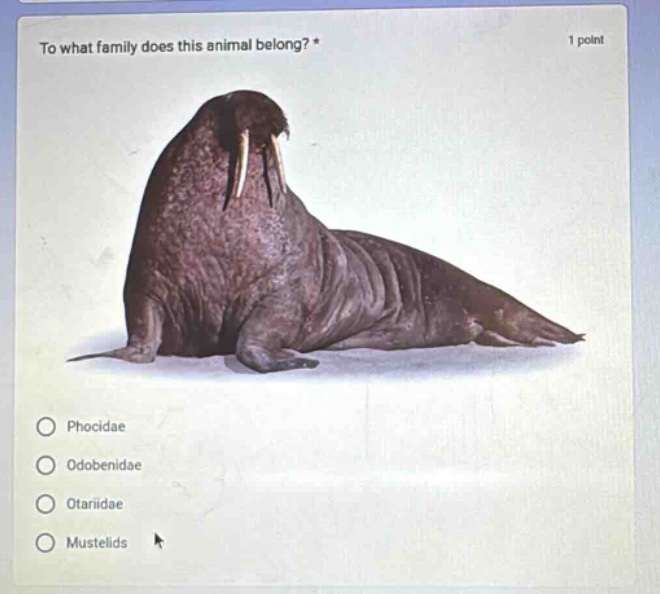 to what family does this animal belong? * 1 point\nphocidae\nodobenidae\notariidae\nmustelids