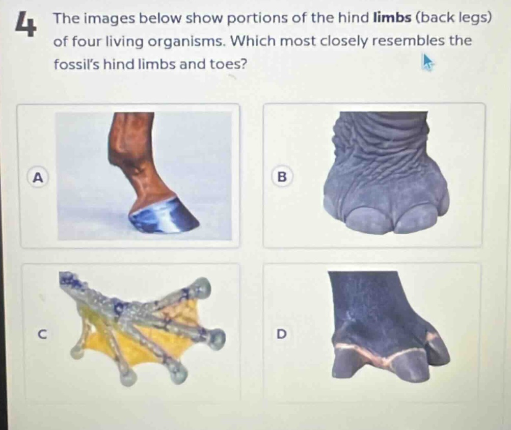 4 the images below show portions of the hind limbs (back legs) of four living organisms. which most closely resembles the fossils hind limbs and toes?