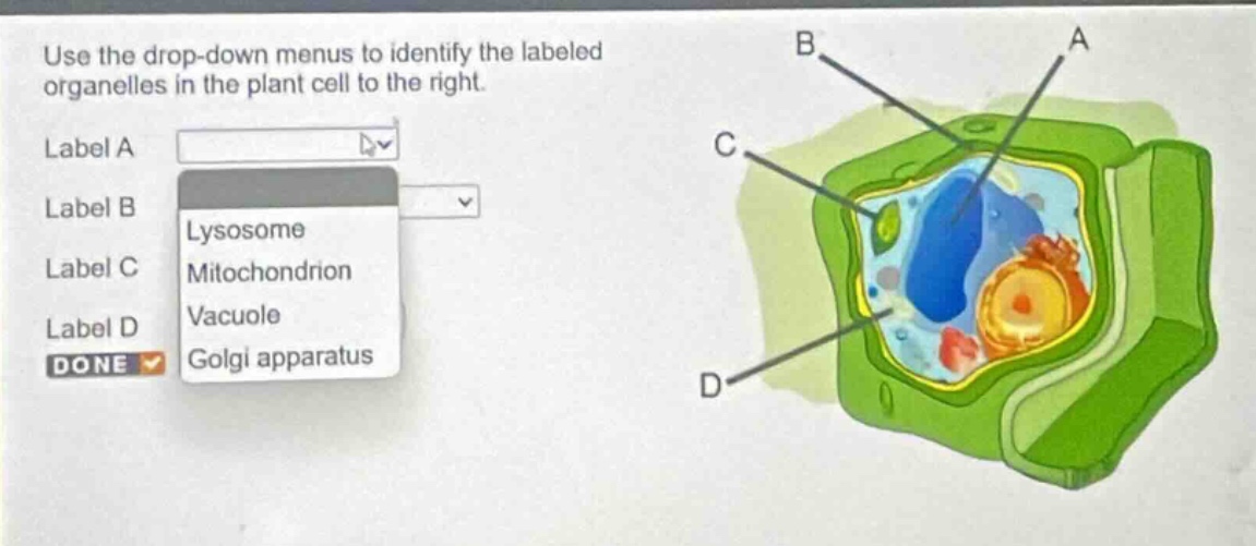 use the drop - down menus to identify the labeled organelles in the plant cell to the right. label a label b lysosome mitochondrion vacuole golgi apparatus label c label d done