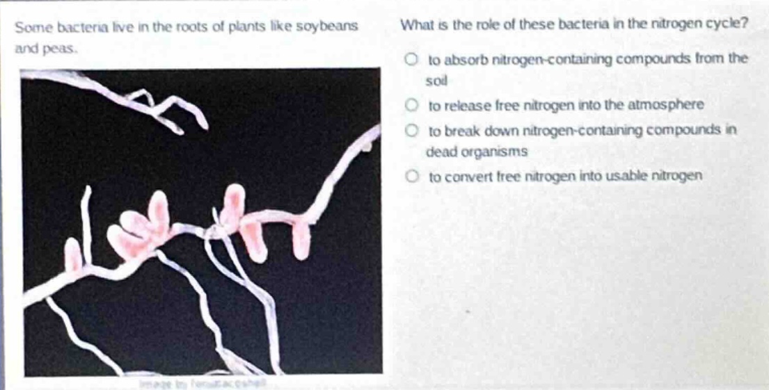 some bacteria live in the roots of plants like soybeans and peas. what is the role of these bacteria in the nitrogen - cycle? to absorb nitrogen - containing compounds from the soil to release free nitrogen into the atmosphere to break down nitrogen - containing compounds in dead organisms to convert free nitrogen into usable nitrogen