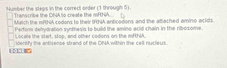 number the steps in the correct order (1 through 5). transcribe the dna to create the mrna. match the mrna codons to their trna anticodons and the attached amino acids. perform dehydration synthesis to build the amino - acid chain in the ribosome. locate the start, stop, and other codons on the mrna. identify the antisense strand of the dna within the cell nucleus. done