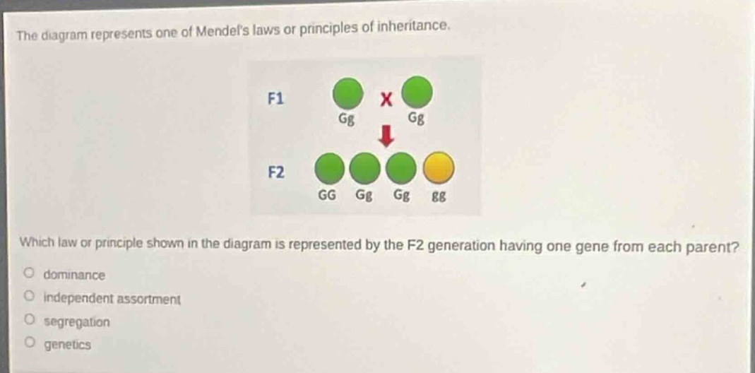 the diagram represents one of mendels laws or principles of inheritance. which law or principle shown in the diagram is represented by the f2 generation having one gene from each parent?\no dominance\no independent assortment\no segregation\no genetics