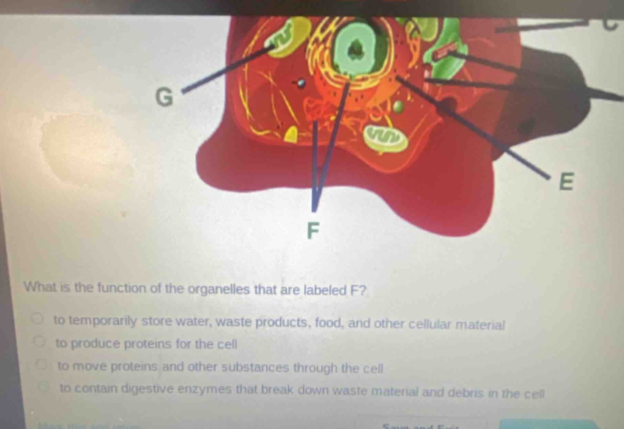 what is the function of the organelles that are labeled f?\n to temporarily store water, waste products, food, and other cellular material\n to produce proteins for the cell\n to move proteins and other substances through the cell\n to contain digestive enzymes that break down waste material and debris in the cell