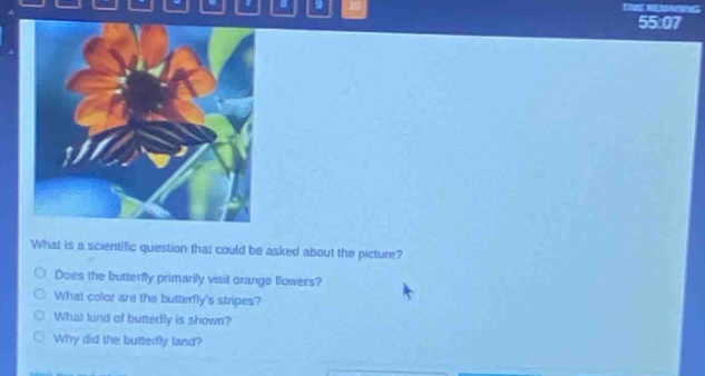 what is a scientific question that could be asked about the picture?\ndoes the butterfly primarily visit orange flowers?\nwhat color are the butterflys stripes?\nwhat kind of butterfly is shown?\nwhy did the butterfly land?
