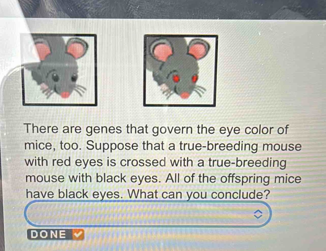 there are genes that govern the eye color of mice, too. suppose that a true - breeding mouse with red eyes is crossed with a true - breeding mouse with black eyes. all of the offspring mice have black eyes. what can you conclude?