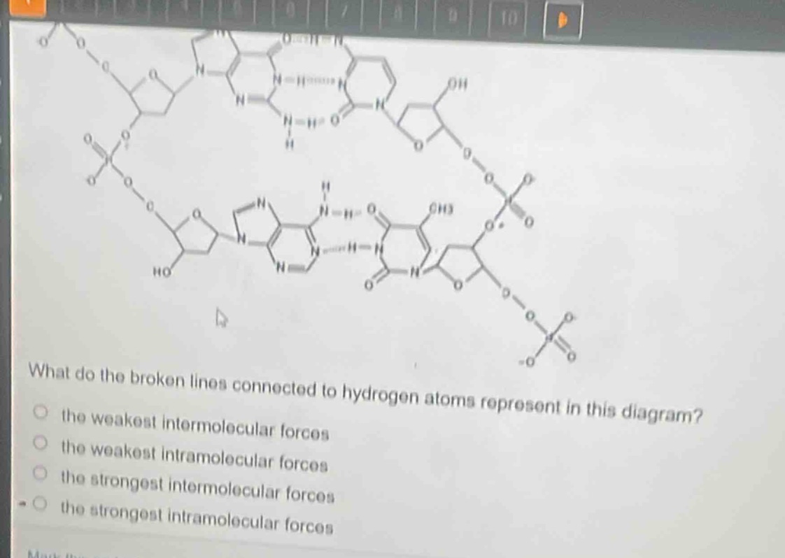 what do the broken lines connected to hydrogen atoms represent in this diagram?\n the weakest intermolecular forces\n the weakest intramolecular forces\n the strongest intermolecular forces\n the strongest intramolecular forces