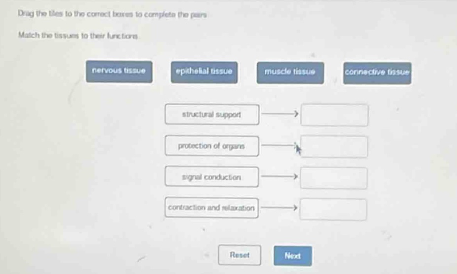 drag the tiles to the correct boxes to complete the pairs. match the tissues to their functions. nervous tissue epithelial tissue muscle tissue connective tissue structural support protection of organs signal conduction contraction and relaxation reset next