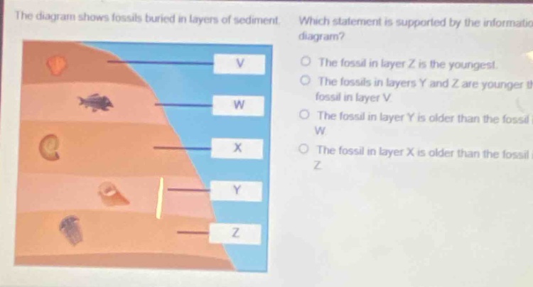 the diagram shows fossils buried in layers of sediment. which statement is supported by the information diagram? the fossil in layer z is the youngest. the fossils in layers y and z are younger th fossil in layer v. the fossil in layer y is older than the fossil w. the fossil in layer x is older than the fossil z