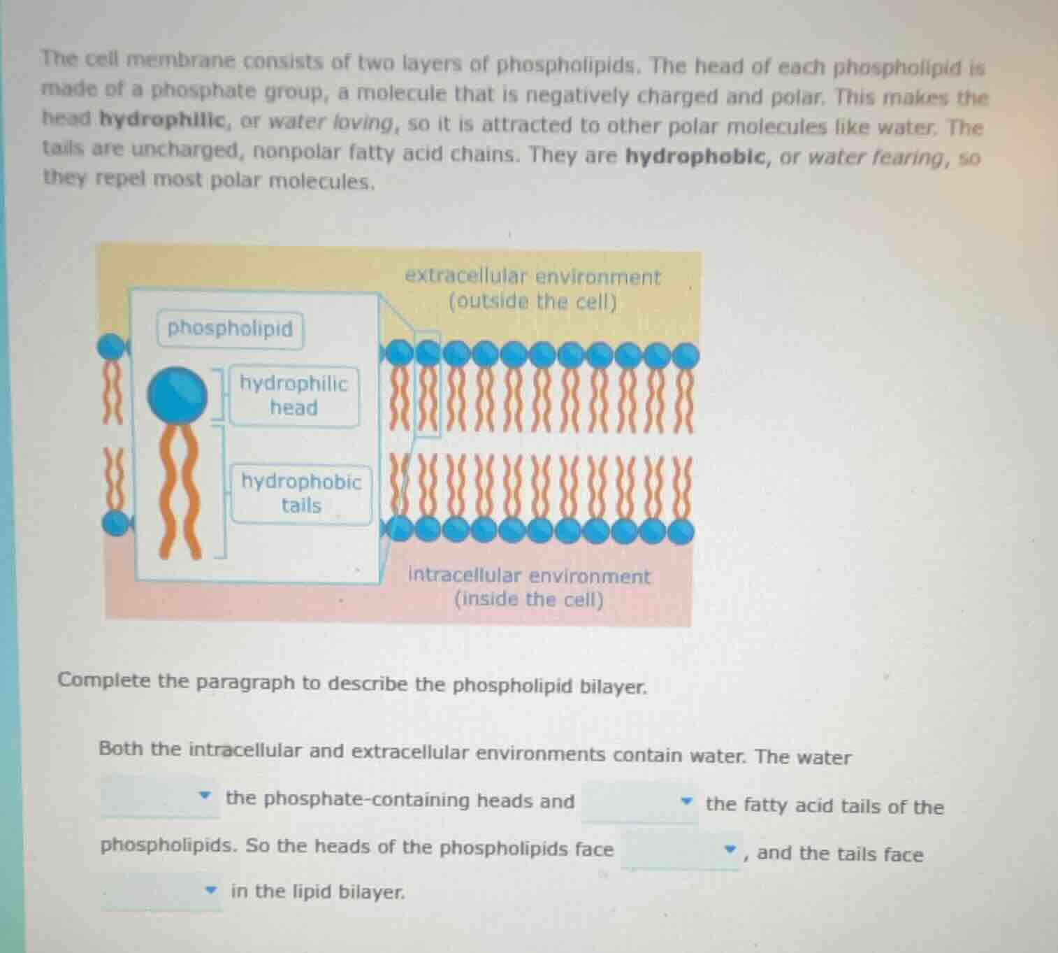 the cell membrane consists of two layers of phospholipids. the head of …