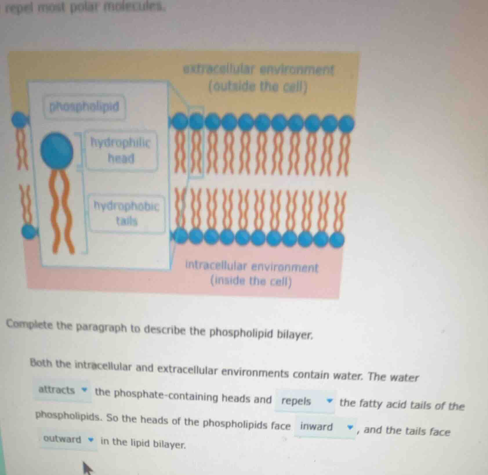 repel most polar molecules. complete the paragraph to describe the phos…