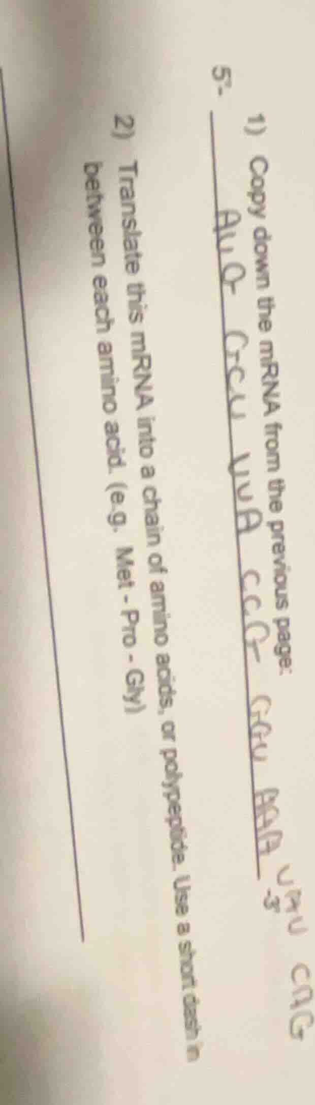 5. 1) copy down the mrna from the previous page: auu cuc uua ccg gcu aa…