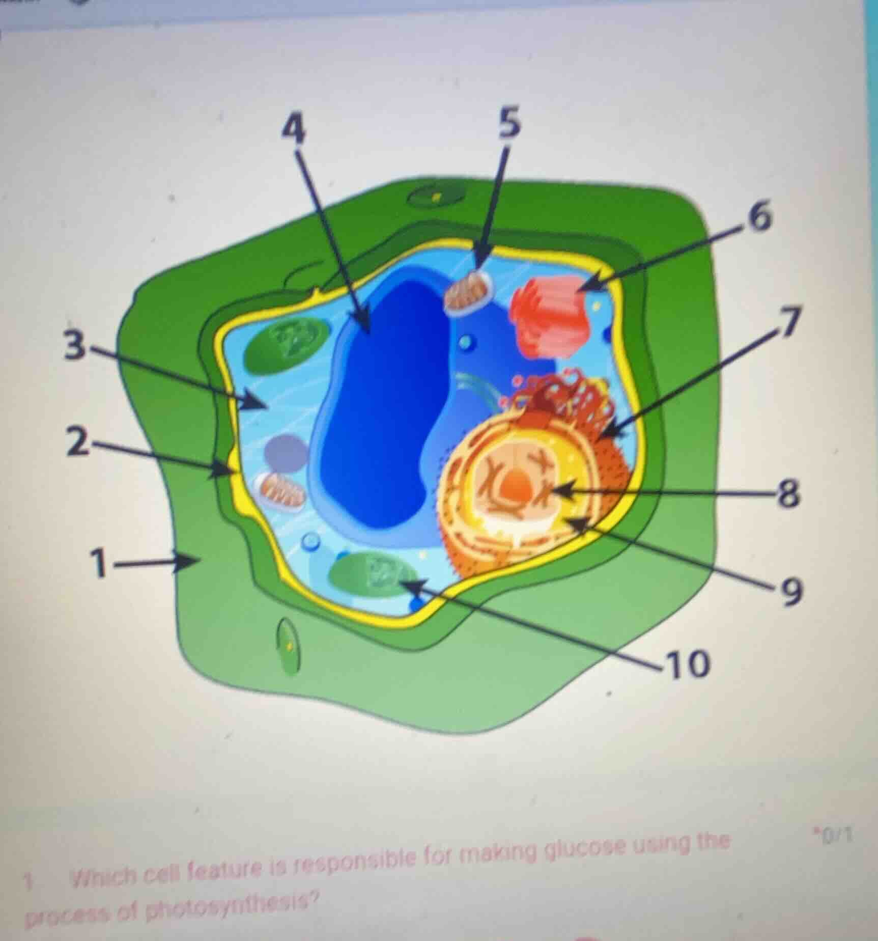 1 which cell feature is responsible for making glucose using the proces…