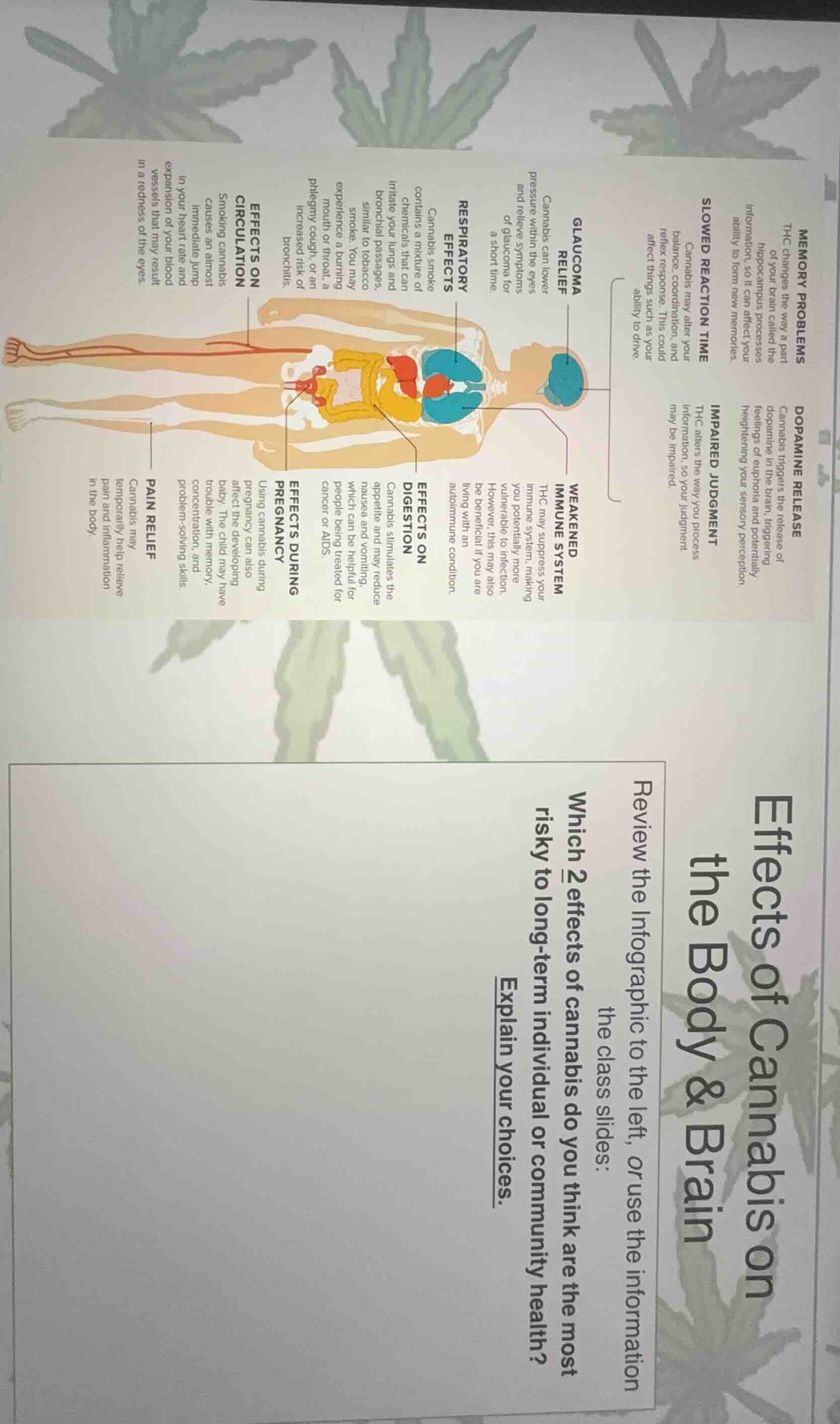 effects of cannabis on the body & brain review the infographic to the l…