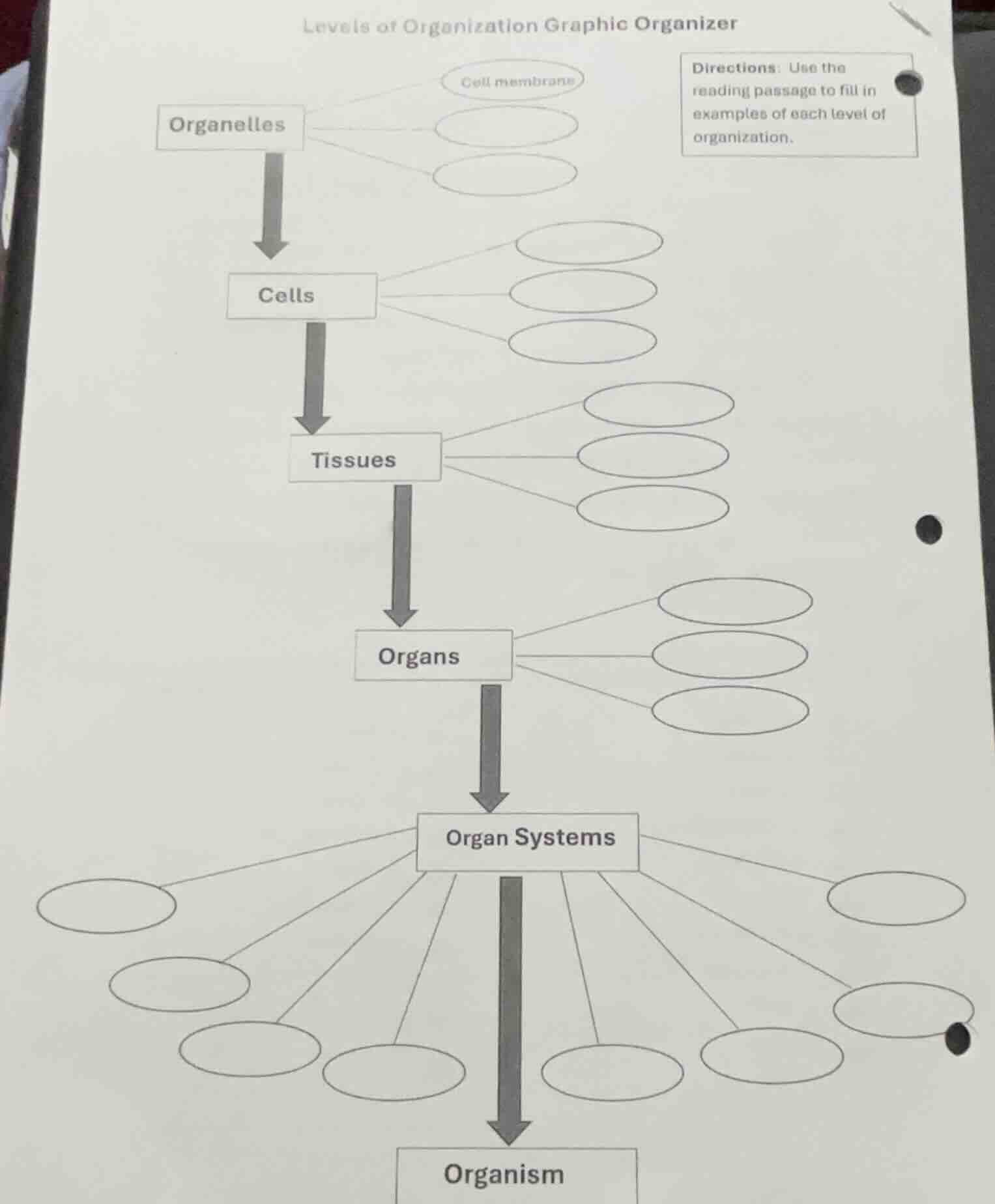 levels of organization graphic organizer organelles cell membrane cells…