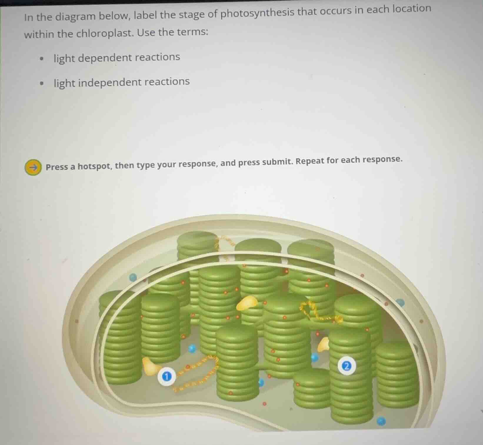 in the diagram below, label the stage of photosynthesis that occurs in …