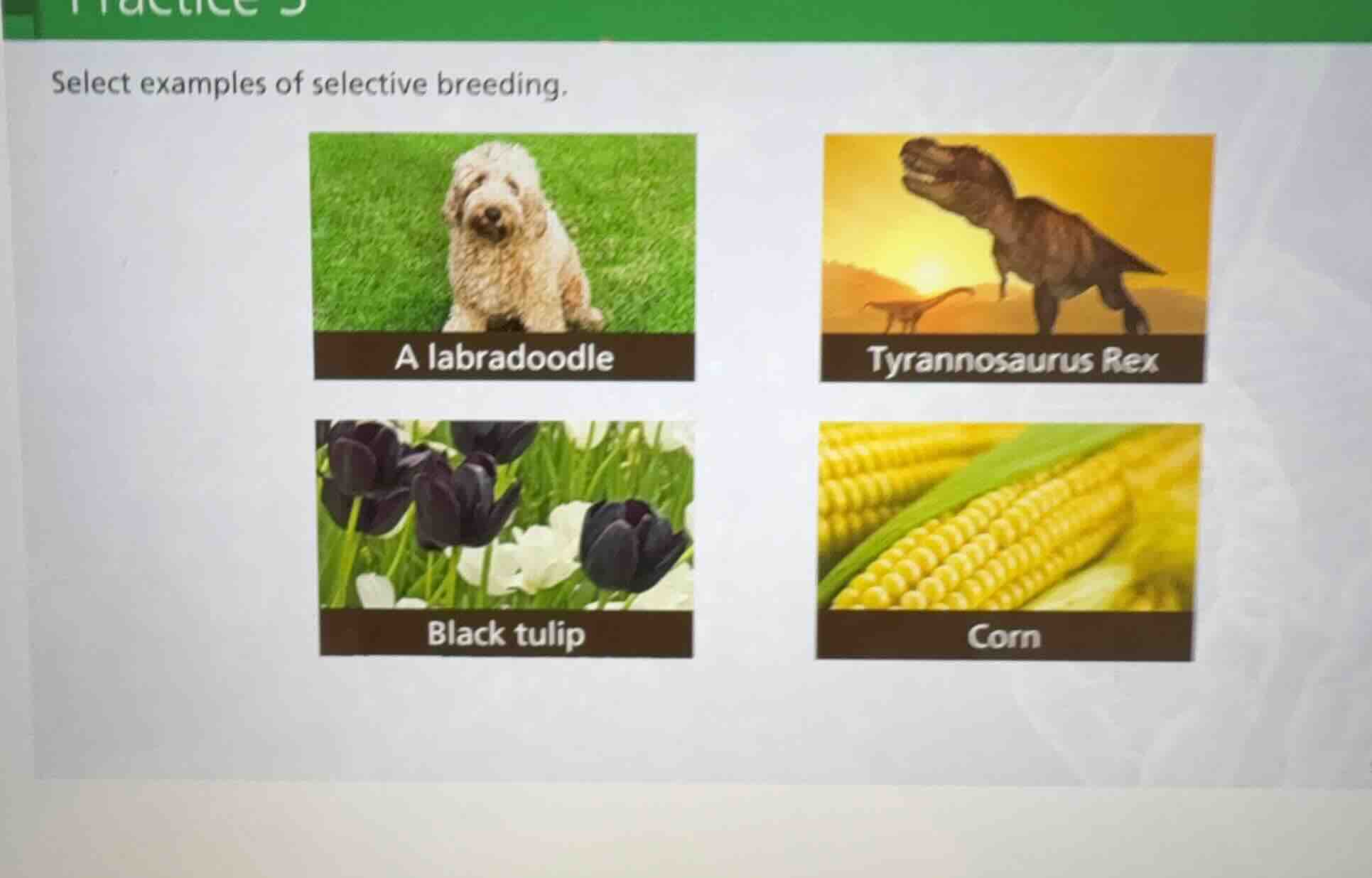 select examples of selective breeding. a labradoodle tyrannosaurus rex …