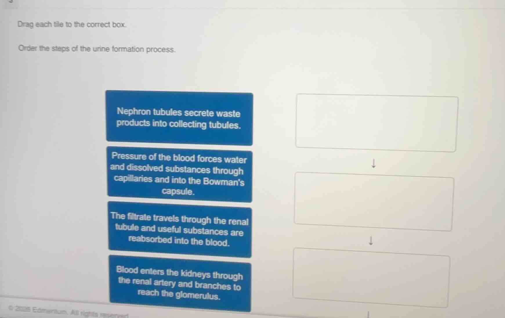 drag each tile to the correct box. order the steps of the urine formati…