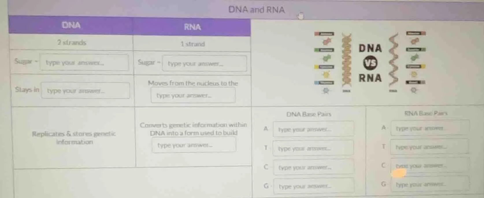 dna and rna dna\trna 2 strands\t1 strand sugar - type your answer...\ts…