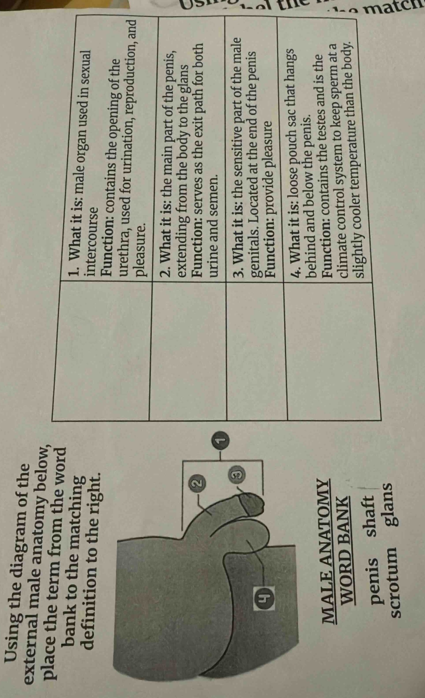using the diagram of the external male anatomy below, place the term fr…