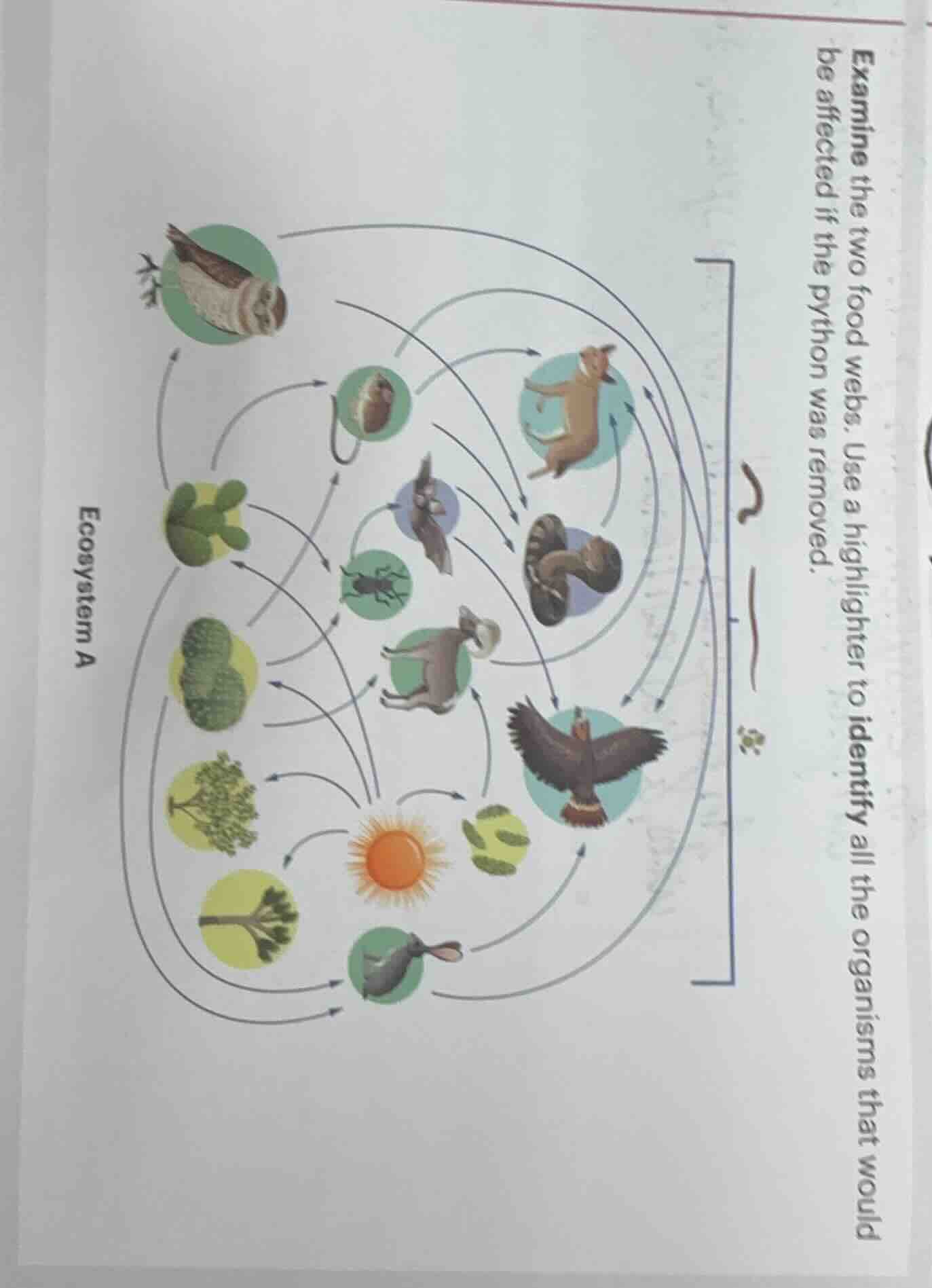 examine the two food webs. use a highlighter to identify all the organi…