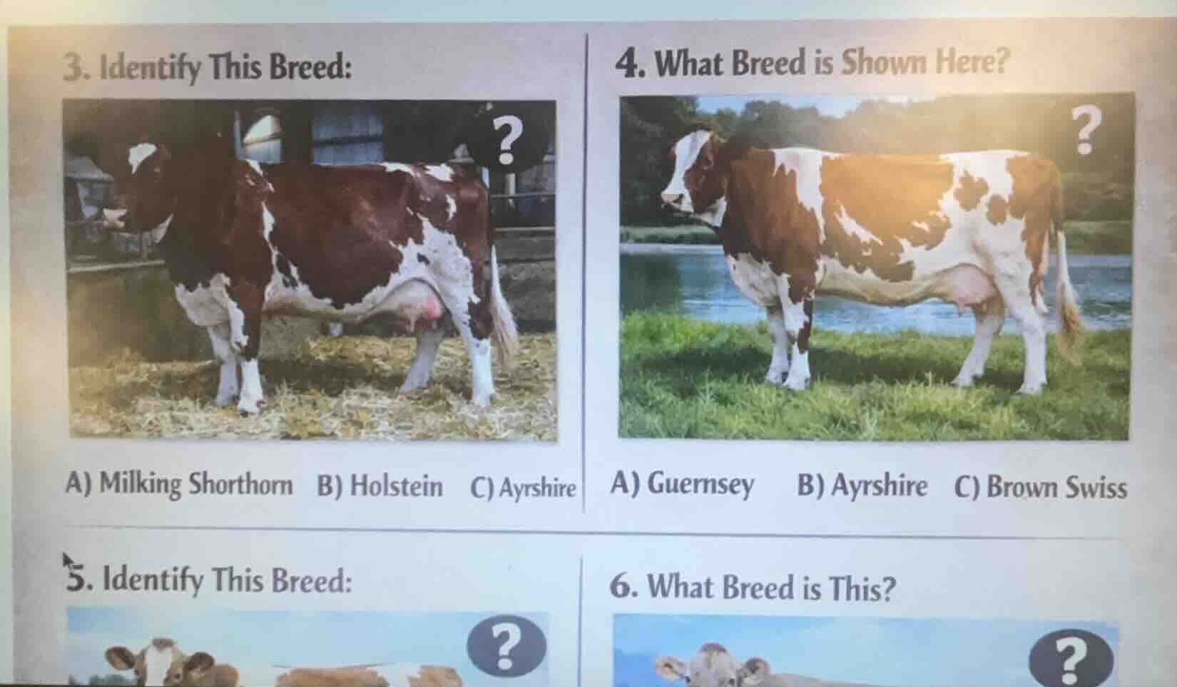3. identify this breed: a) milking shorthorn b) holstein c) ayrshire 4.…