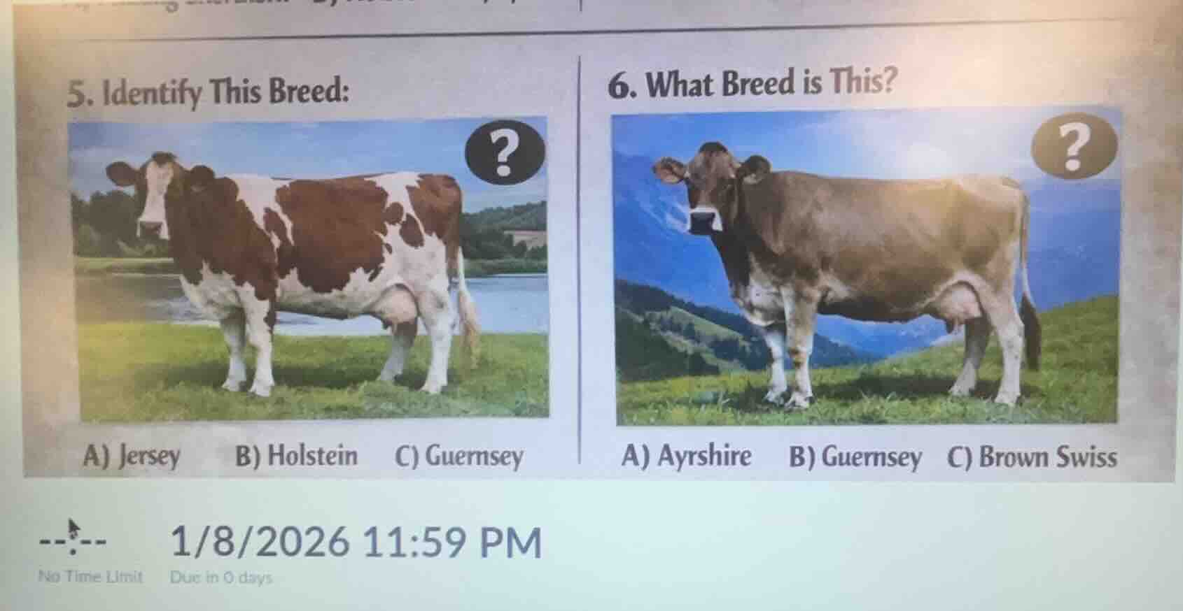 5. identify this breed: image of a cow a) jersey b) holstein c) guernse…