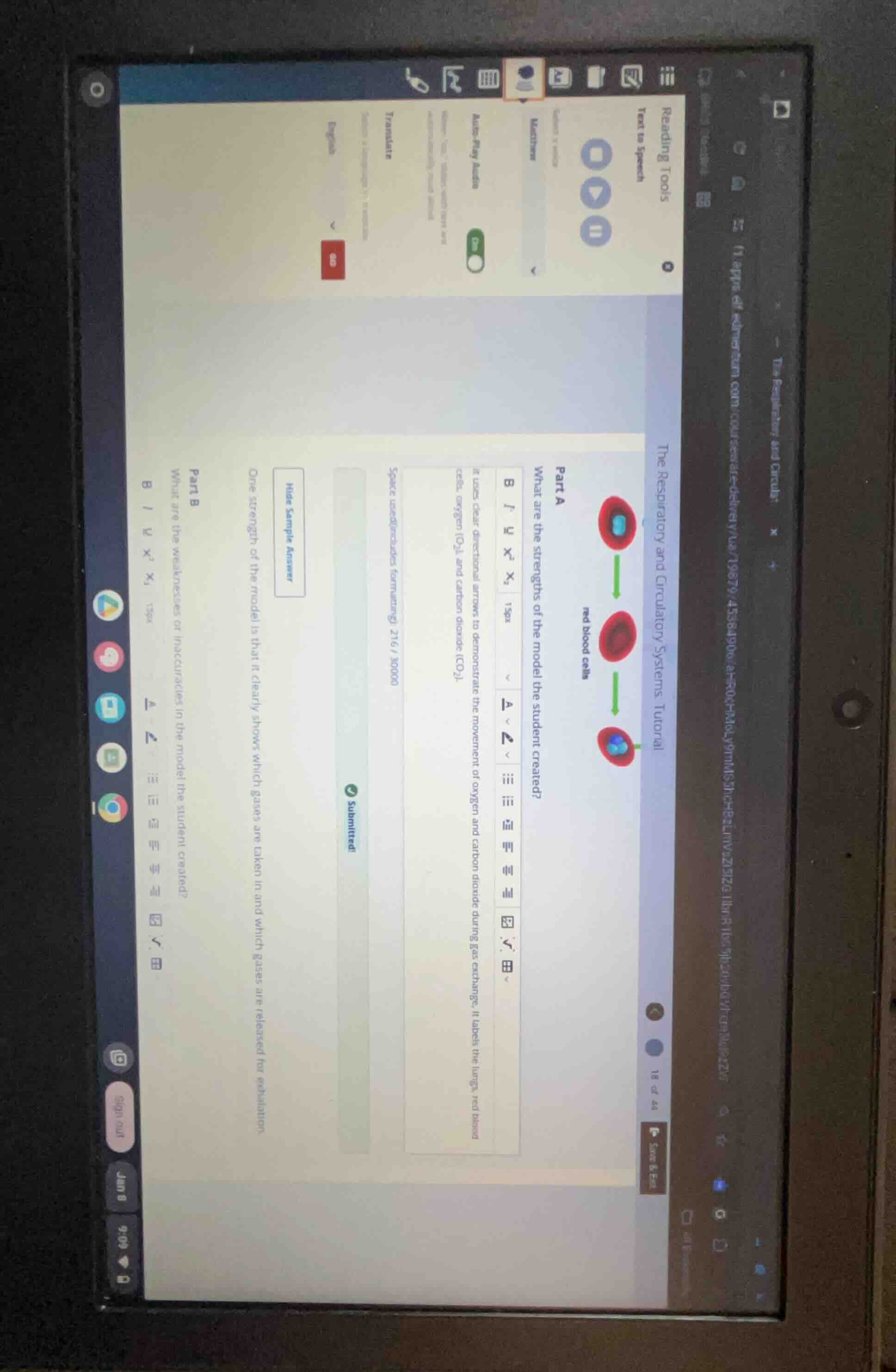 the respiratory and circulatory systems tutorial part a what are the st…
