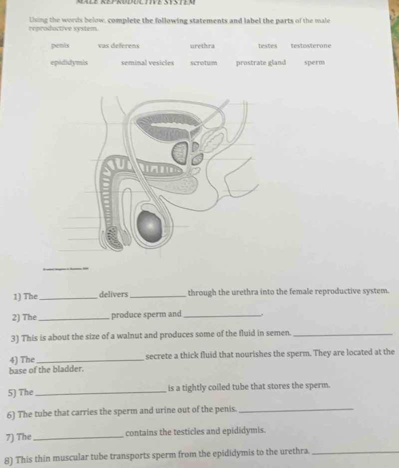 male reproductive system using the words below, complete the following …