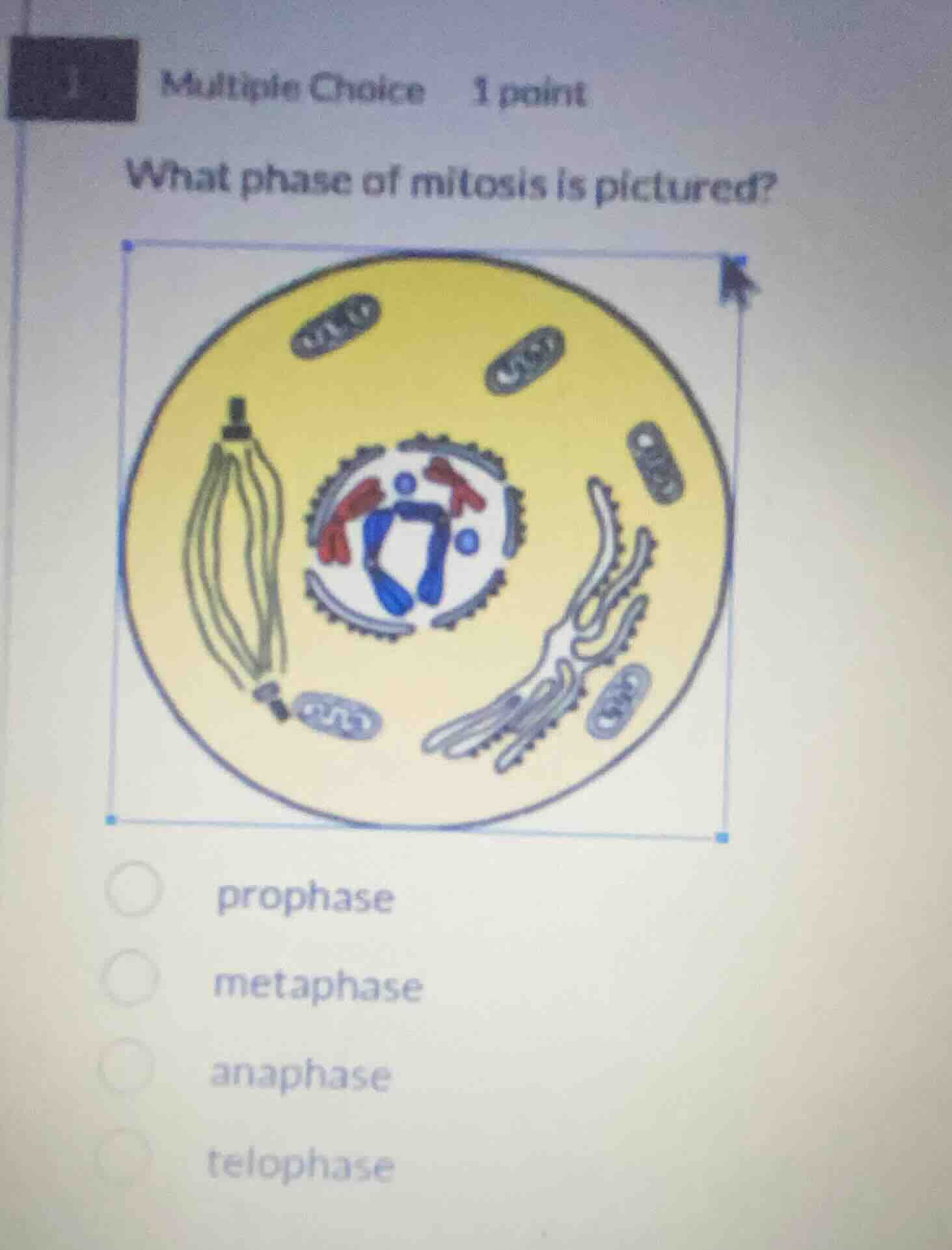 1 multiple choice 1 point what phase of mitosis is pictured? prophase m…