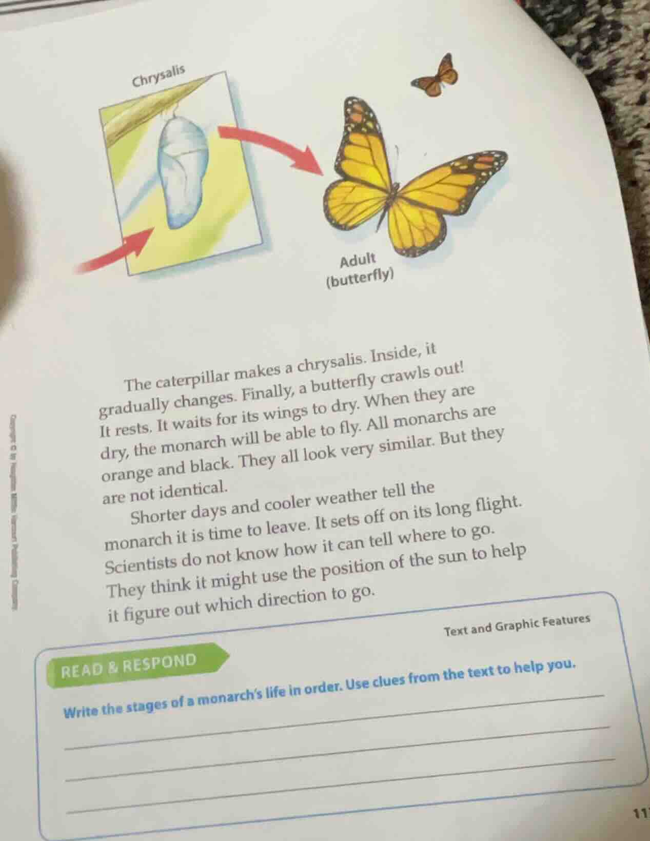 the caterpillar makes a chrysalis. inside, it gradually changes. finall…