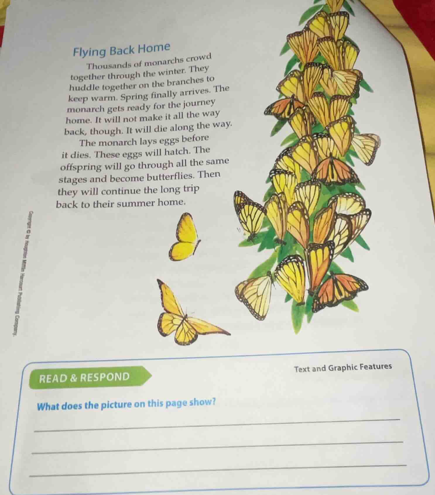 flying back home thousands of monarchs crowd together through the winte…