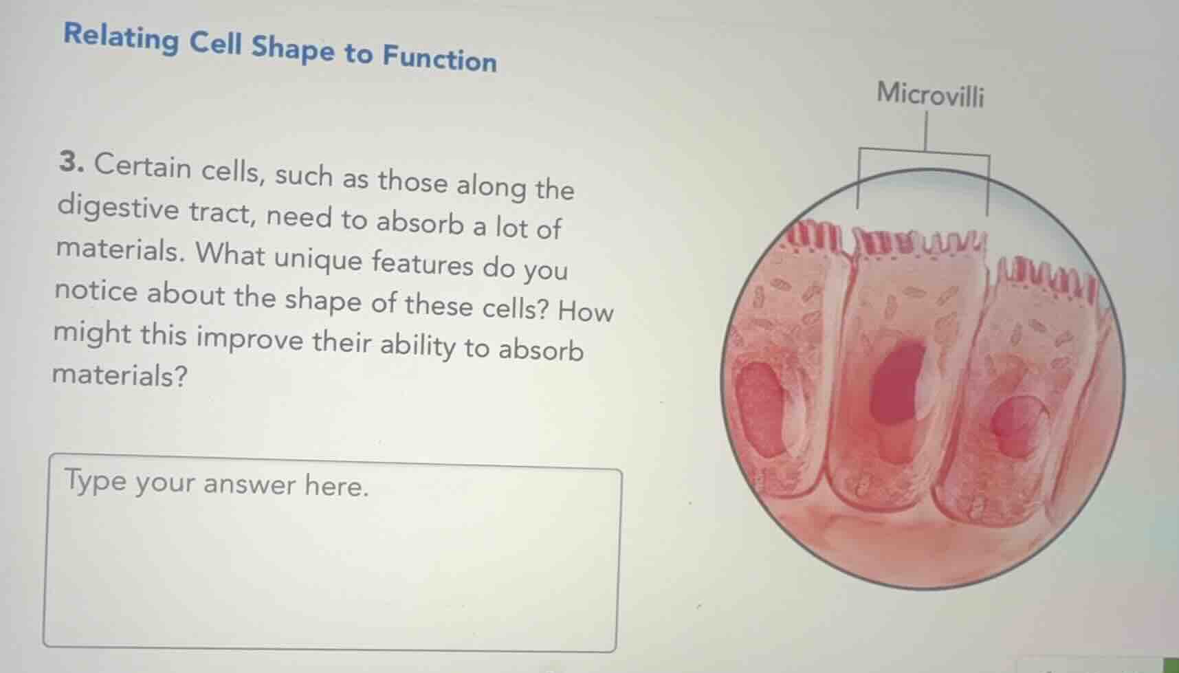 relating cell shape to function 3. certain cells, such as those along t…